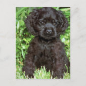 Carte Postale American Cocker Spaniel (Devant)