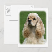 Carte Postale American Cocker Spaniel 9Y244D-035_2 (Devant / Derrière)