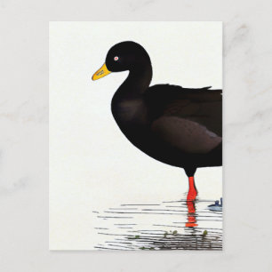Carte Postale American Coot - Bird - Nature Art Card