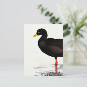 Carte Postale American Coot - Bird - Nature Art Card (Debout devant)