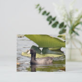 Carte postale American Coot Photo (Debout devant)