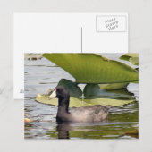 Carte postale American Coot Photo (Devant / Derrière)