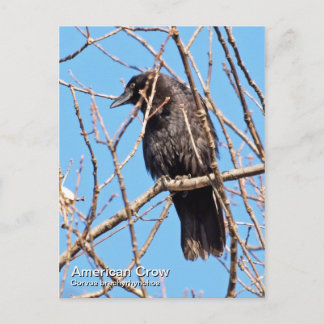 Carte postale American Crow
