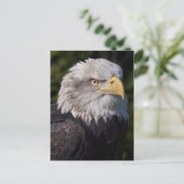 Carte postale American Eagle (Debout devant)