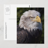 Carte postale American Eagle (Devant / Derrière)