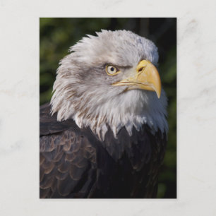 Carte postale American Eagle