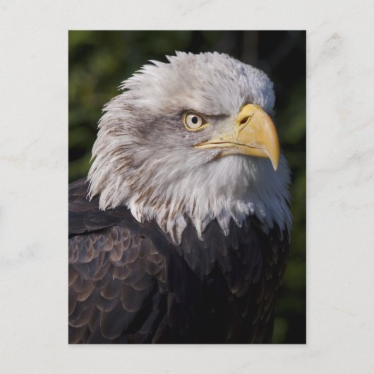 Carte postale American Eagle (Devant)