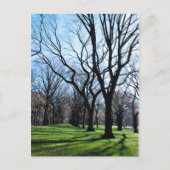 Carte postale American Elm Trees (Devant)