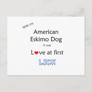 Carte Postale American Eskimo Dog Lick Design