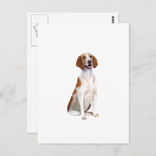 Carte Postale American Foxhound (A) (Devant / Derrière)