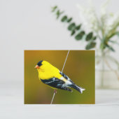 Carte Postale American Goldfinch - Photo originale (Debout devant)