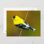 Carte Postale American Goldfinch - Photo originale (Devant / Derrière)
