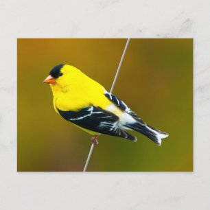 Carte Postale American Goldfinch - Photo originale