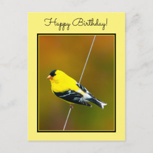 Carte Postale American Goldfinch - Photo originale