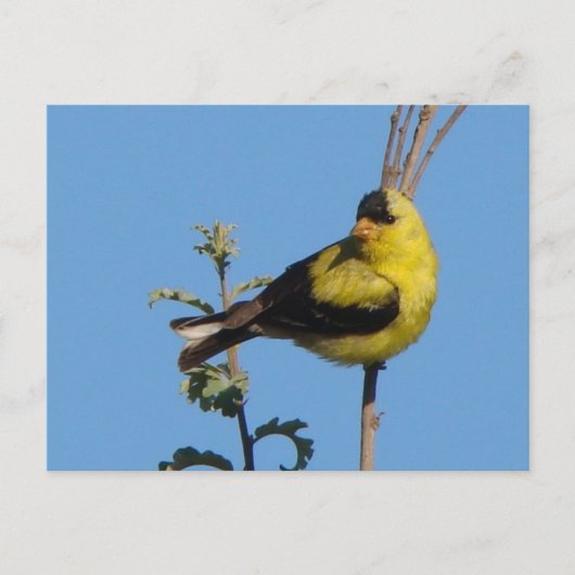 Carte Postale American Goldfinch postcard (Devant)