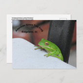 Carte postale American Green Treefrog (Devant / Derrière)