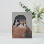 Carte Postale American kestrel Bird Photo (Debout devant)