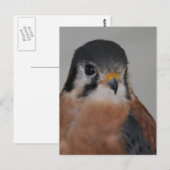 Carte Postale American kestrel Bird Photo (Devant / Derrière)