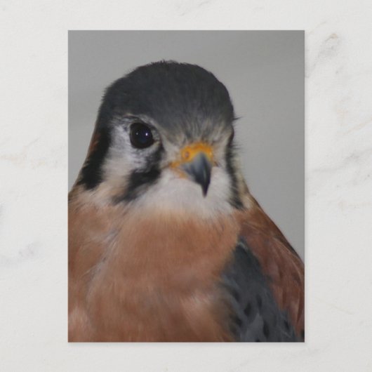 Carte Postale American kestrel Bird Photo (Devant)