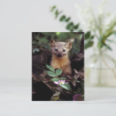 Carte postale American Marten (Debout devant)