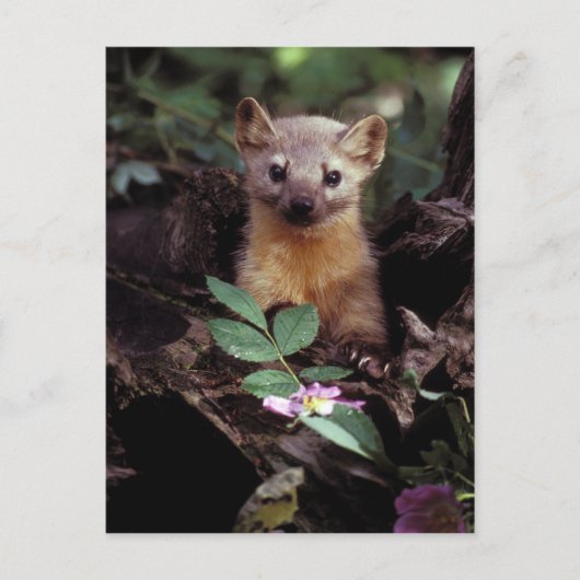 Carte postale American Marten (Devant)
