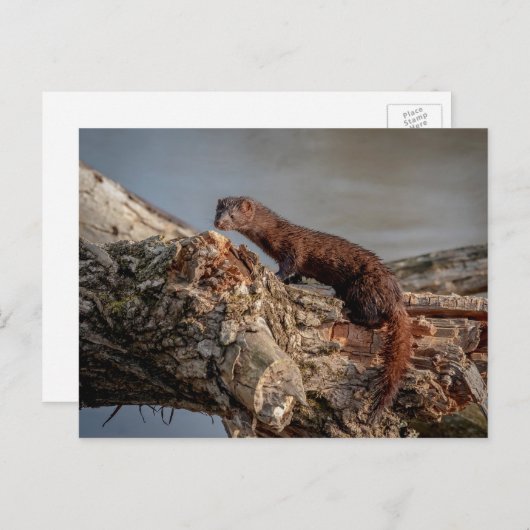 Carte Postale American Mink (Devant / Derrière)