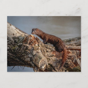 Carte Postale American Mink