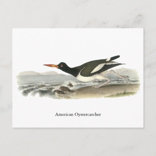 Carte Postale American Oystercatch, John Audubon (Devant)