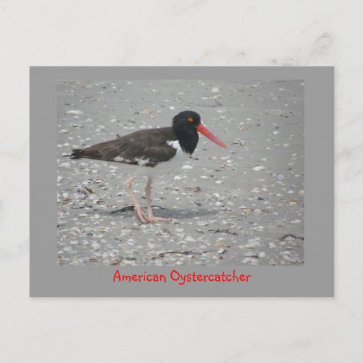 Carte Postale American Oystercatcher (Devant)