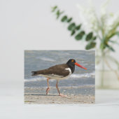 Carte Postale American Oystercatcher Photo (Debout devant)