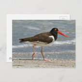Carte Postale American Oystercatcher Photo (Devant / Derrière)
