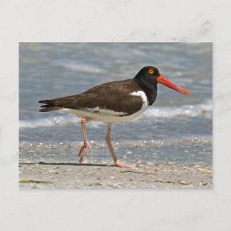 Carte Postale American Oystercatcher Photo