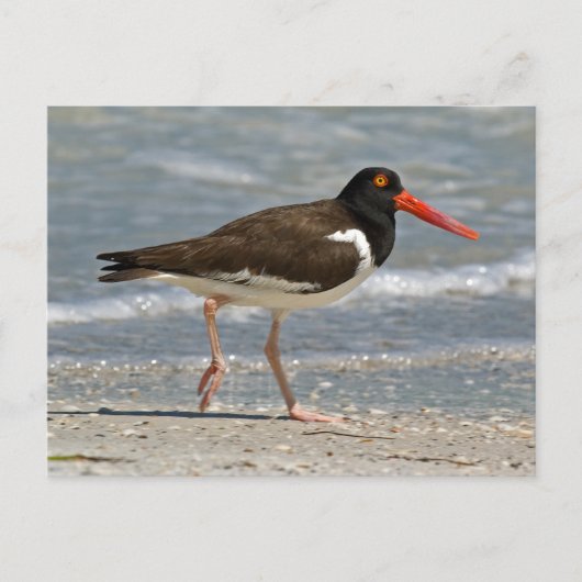 Carte Postale American Oystercatcher Photo (Devant)