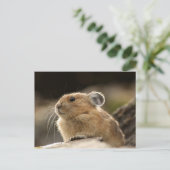 Carte Postale American Pika (Debout devant)