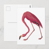 Carte Postale American Pink Flamant rose Art Vintage (Devant / Derrière)