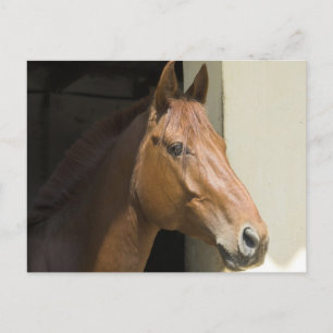Carte postale American Quarter Horse