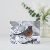 Carte postale American Robin Bird (Debout devant)