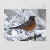 Carte postale American Robin Bird (Devant)