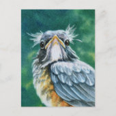 Carte Postale American Robin Bird Fledget Aquarelle Art (Devant)