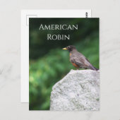 Carte postale American Robin Bird Photo (Devant / Derrière)