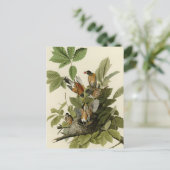 Carte Postale American Robin from Audubon's Birds of America (Debout devant)