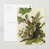 Carte Postale American Robin from Audubon's Birds of America (Devant / Derrière)