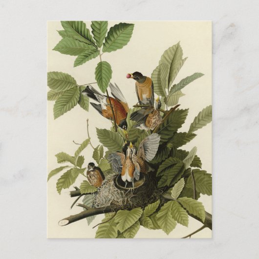 Carte Postale American Robin from Audubon's Birds of America (Devant)