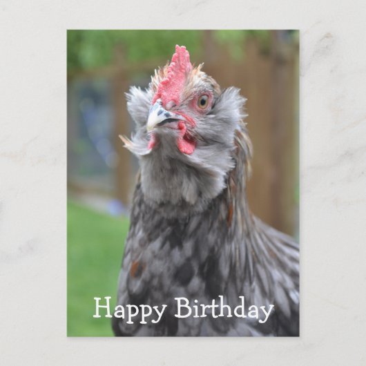 Carte Postale American Rooster Joyeux anniversaire (Devant)