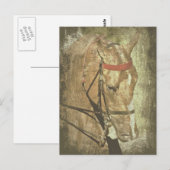 Carte Postale American Saddlebred (Devant / Derrière)