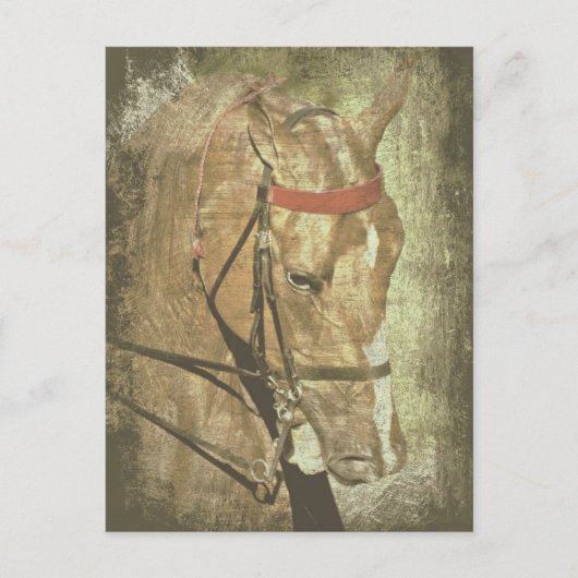 Carte Postale American Saddlebred (Devant)