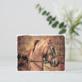 Carte Postale American Saddlebred (Debout devant)
