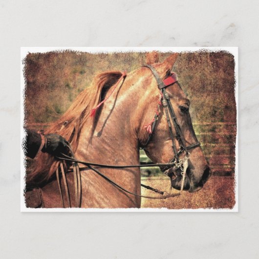 Carte Postale American Saddlebred (Devant)