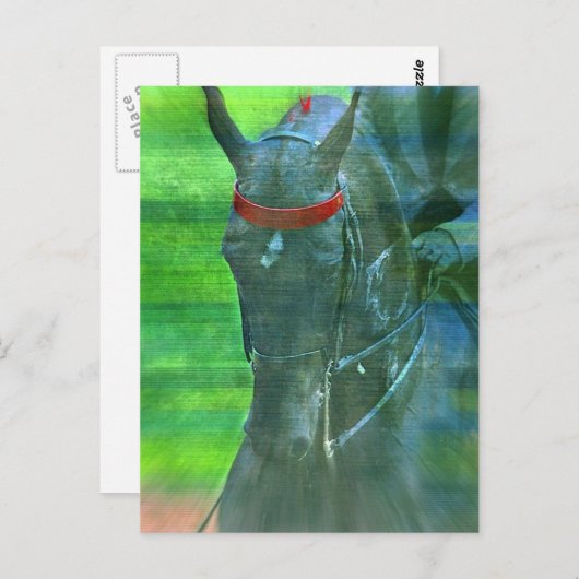 Carte Postale American Saddlebred (Devant / Derrière)