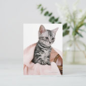 Carte Postale American Shorthair 2 (Debout devant)